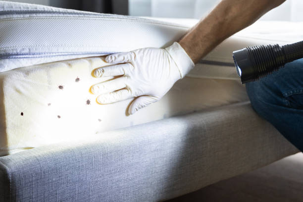 Best Emergency Pest Control  in Rohnert Park, CA