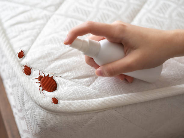 Best Local Pest Control Services  in Rohnert Park, CA