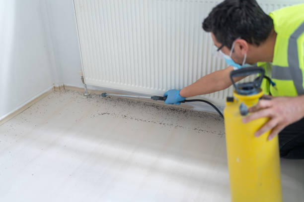 Best Termite Control Services  in Rohnert Park, CA