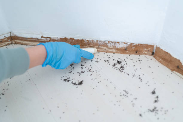 Best Affordable Pest Control Services  in Rohnert Park, CA